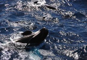 Pilot Whales off the Bow