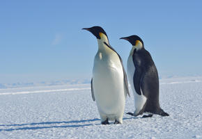 Emperor Penguins Near Barnes Glacier