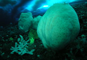 Giant Sponges (Anoxycalyx joubini)