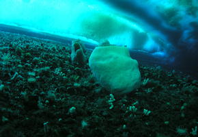 Giant Sponges (Anoxycalyx joubini)