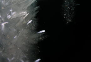 Ice Fish (Trematomus borchgrevinki)